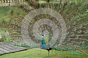 Peacock-King of BirdsÃ¯Â¼Ë4Ã¯Â¼â°